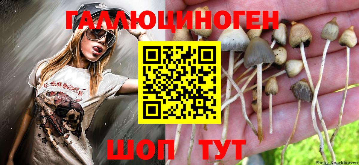Псилоцибиновые грибы GOLDEN TEACHER Кашира